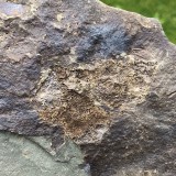 Stromatocystites pentagularis